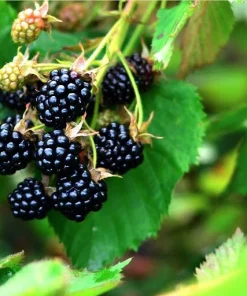 Austin Dewberry Live Plant – 1-2 Year Growth, Outdoor Edible Fruit Bush - Image 2