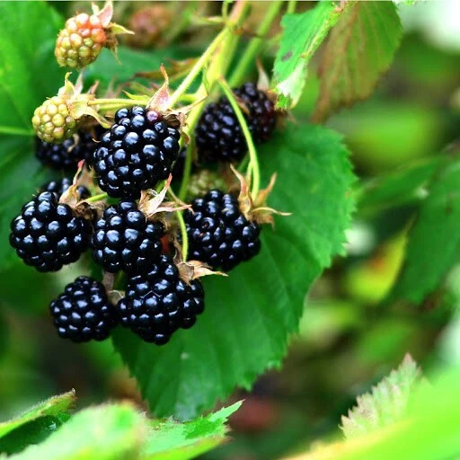 Austin Dewberry Live Plant – 1-2 Year Growth, Outdoor Edible Fruit Bush - Image 2