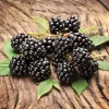 Austin Dewberry Live Plant – 1-2 Year Growth, Outdoor Edible Fruit Bush - Image 1