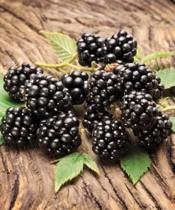 Austin Dewberry Live Plant – 1-2 Year Growth, Outdoor Edible Fruit Bush - Image 1