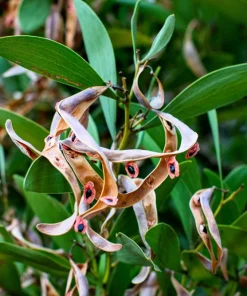 Australian Blackwood Tree Seeds - Acacia Melanoxylon, 20 Seeds, Outdoor - Image 10