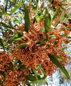 Australian Blackwood Tree Seeds - Acacia Melanoxylon, 20 Seeds, Outdoor - Image 2
