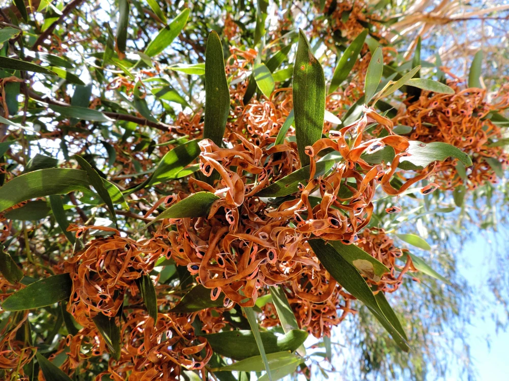 Australian Blackwood Tree Seeds - Acacia Melanoxylon, 20 Seeds, Outdoor - Image 2