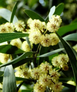 Australian Blackwood Tree Seeds - Acacia Melanoxylon, 20 Seeds, Outdoor - Image 3