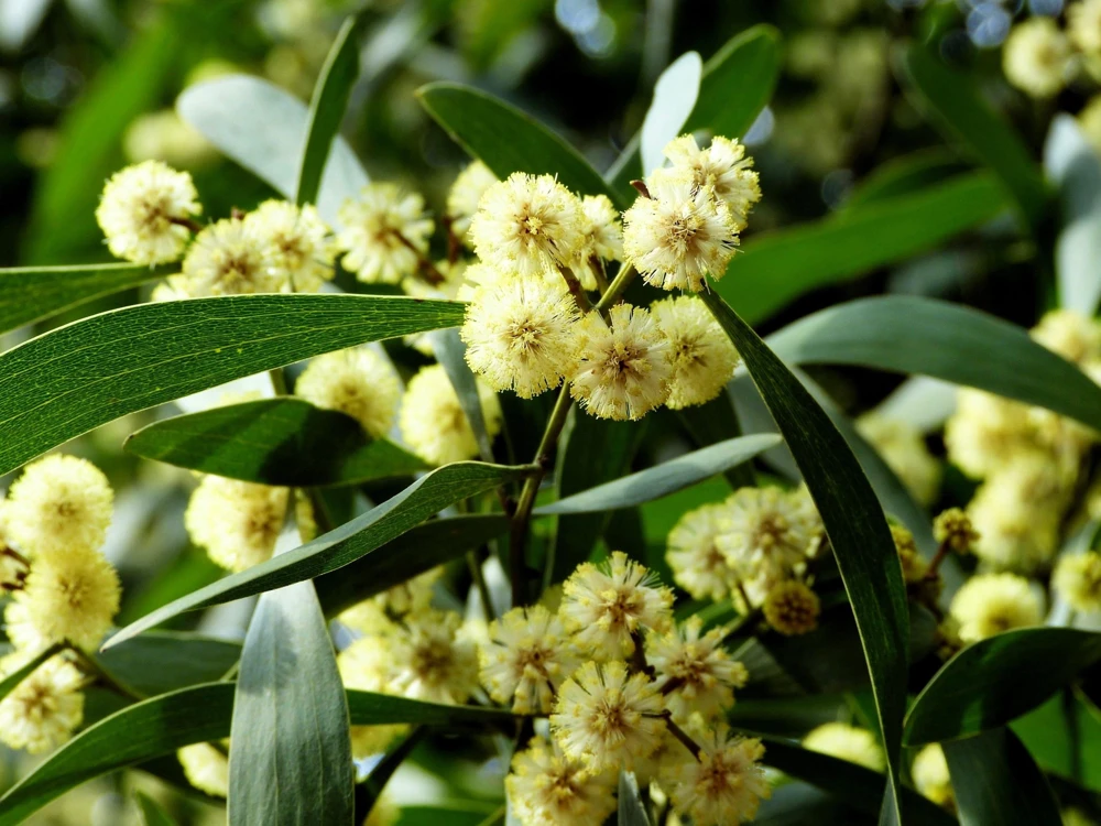 Australian Blackwood Tree Seeds - Acacia Melanoxylon, 20 Seeds, Outdoor - Image 3