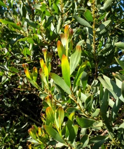 Australian Blackwood Tree Seeds - Acacia Melanoxylon, 20 Seeds, Outdoor - Image 4