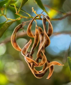 Australian Blackwood Tree Seeds - Acacia Melanoxylon, 20 Seeds, Outdoor - Image 5