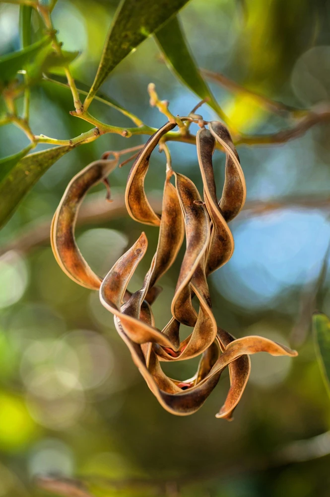 Australian Blackwood Tree Seeds - Acacia Melanoxylon, 20 Seeds, Outdoor - Image 5