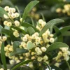 Australian Blackwood Tree Seeds - Acacia Melanoxylon, 20 Seeds, Outdoor - Image 1