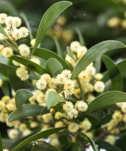 Australian Blackwood Tree Seeds - Acacia Melanoxylon, 20 Seeds, Outdoor - Image 1