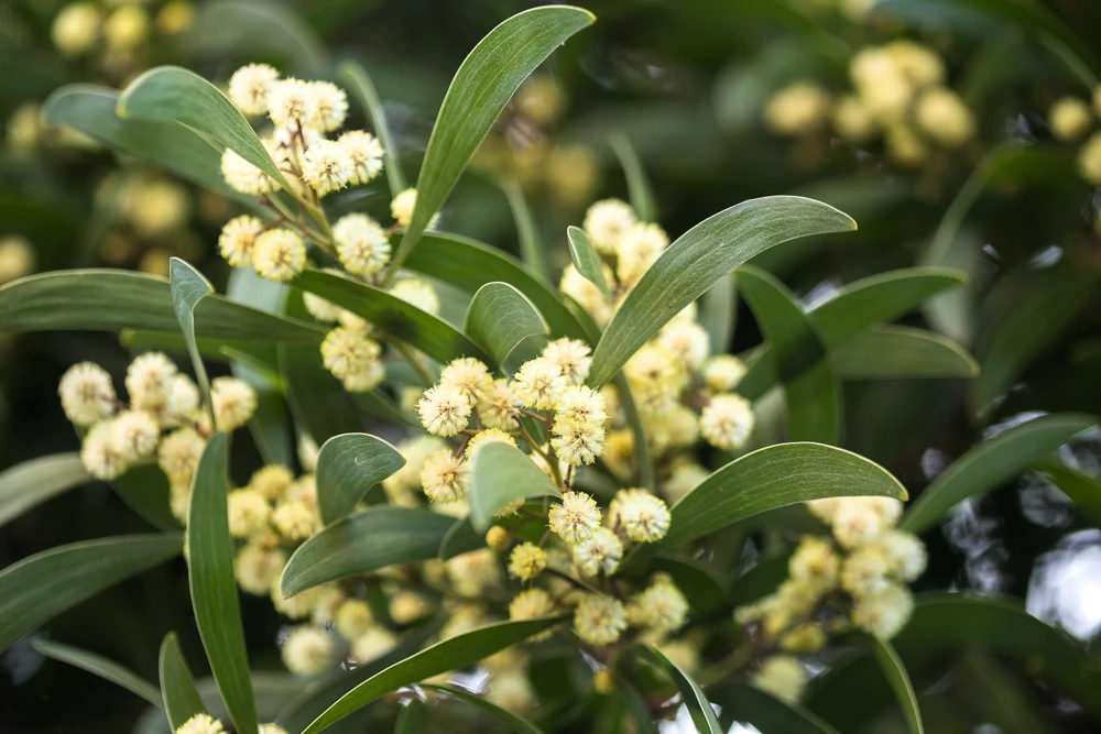 Australian Blackwood Tree Seeds - Acacia Melanoxylon, 20 Seeds, Outdoor - Image 1