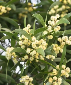 Australian Blackwood Tree Seeds - Acacia Melanoxylon, 20 Seeds, Outdoor - Image 6