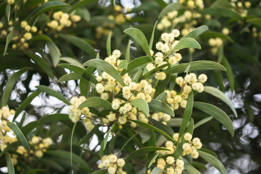 Australian Blackwood Tree Seeds - Acacia Melanoxylon, 20 Seeds, Outdoor - Image 6