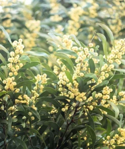 Australian Blackwood Tree Seeds - Acacia Melanoxylon, 20 Seeds, Outdoor - Image 7