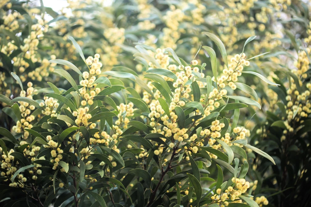 Australian Blackwood Tree Seeds - Acacia Melanoxylon, 20 Seeds, Outdoor - Image 7