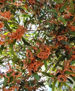 Australian Blackwood Tree Seeds - Acacia Melanoxylon, 20 Seeds, Outdoor - Image 8