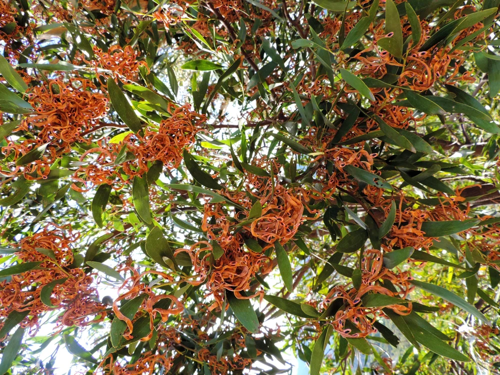 Australian Blackwood Tree Seeds - Acacia Melanoxylon, 20 Seeds, Outdoor - Image 8