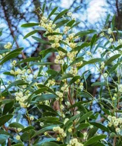 Australian Blackwood Tree Seeds - Acacia Melanoxylon, 20 Seeds, Outdoor - Image 9
