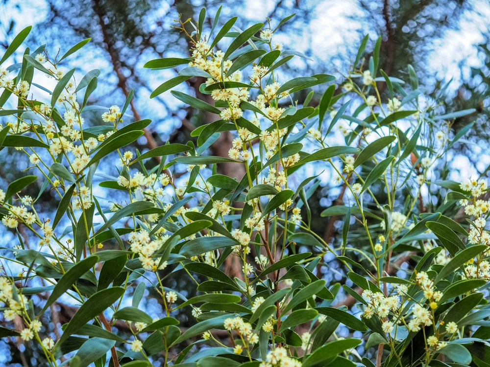 Australian Blackwood Tree Seeds - Acacia Melanoxylon, 20 Seeds, Outdoor - Image 9