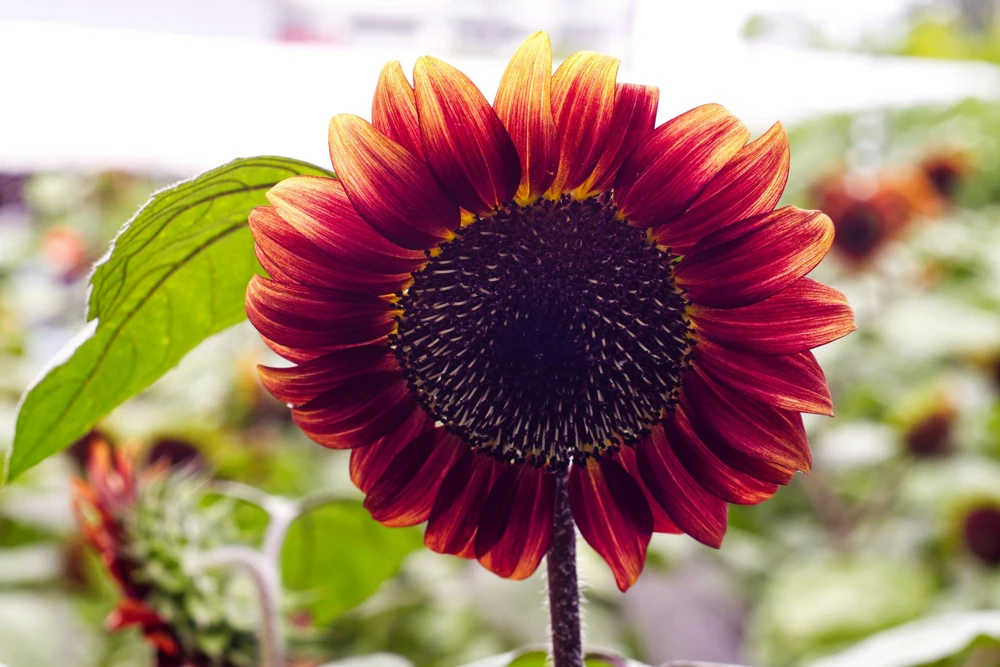 Autumn Beauty Sunflower Seeds - 100 Helianthus Annuus Flower Seeds - Image 10