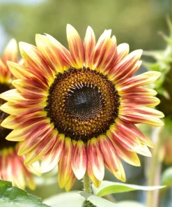 Autumn Beauty Sunflower Seeds - 100 Helianthus Annuus Flower Seeds - Image 2