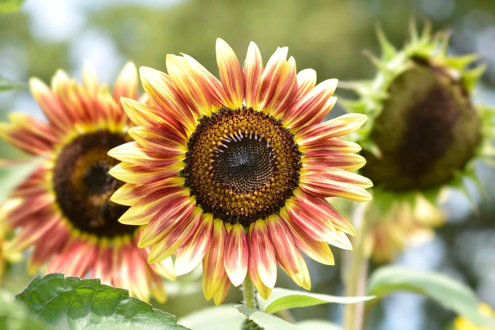 Autumn Beauty Sunflower Seeds - 100 Helianthus Annuus Flower Seeds - Image 2