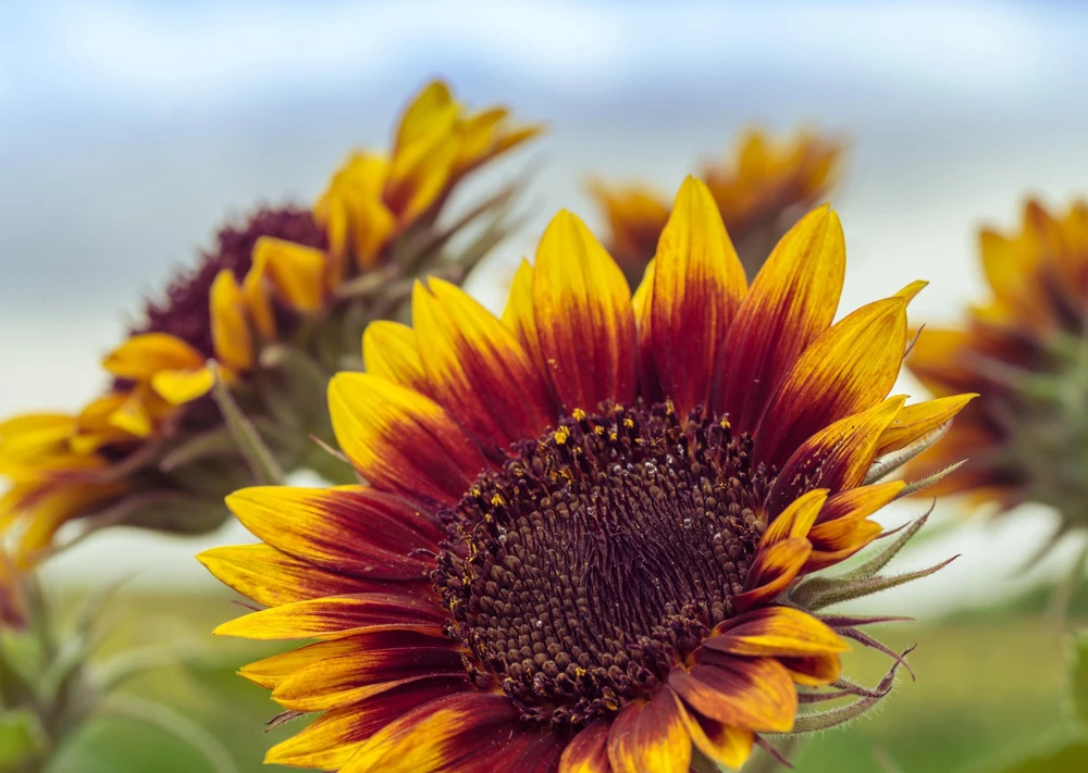 Autumn Beauty Sunflower Seeds - 100 Helianthus Annuus Flower Seeds - Image 3