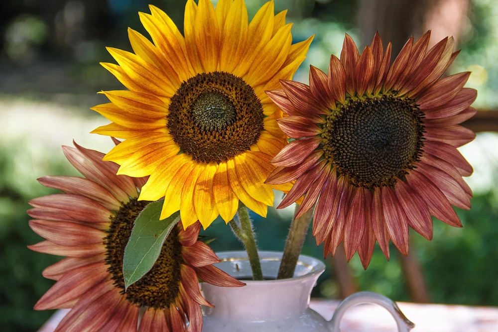 Autumn Beauty Sunflower Seeds - 100 Helianthus Annuus Flower Seeds - Image 1