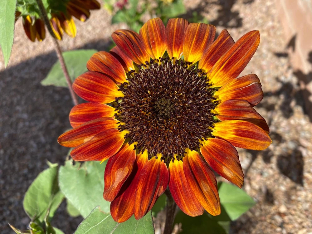Autumn Beauty Sunflower Seeds - 100 Helianthus Annuus Flower Seeds - Image 4