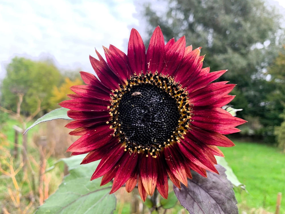 Autumn Beauty Sunflower Seeds - 100 Helianthus Annuus Flower Seeds - Image 5
