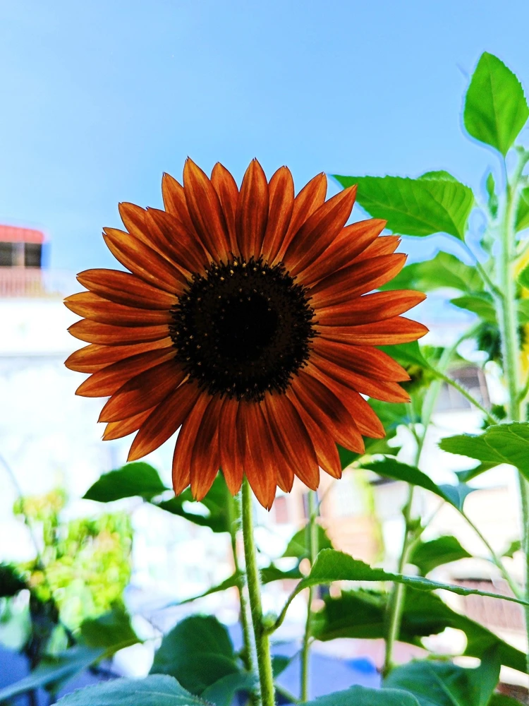 Autumn Beauty Sunflower Seeds - 100 Helianthus Annuus Flower Seeds - Image 6