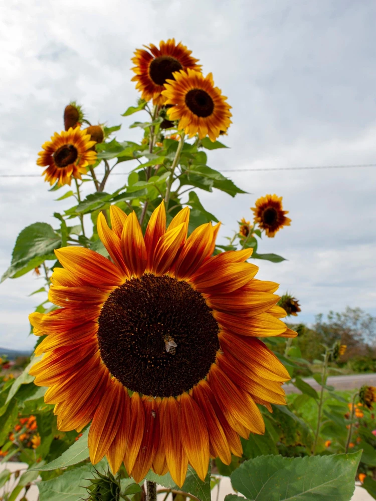 Autumn Beauty Sunflower Seeds - 100 Helianthus Annuus Flower Seeds - Image 7