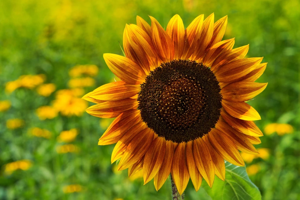 Autumn Beauty Sunflower Seeds - 100 Helianthus Annuus Flower Seeds - Image 8