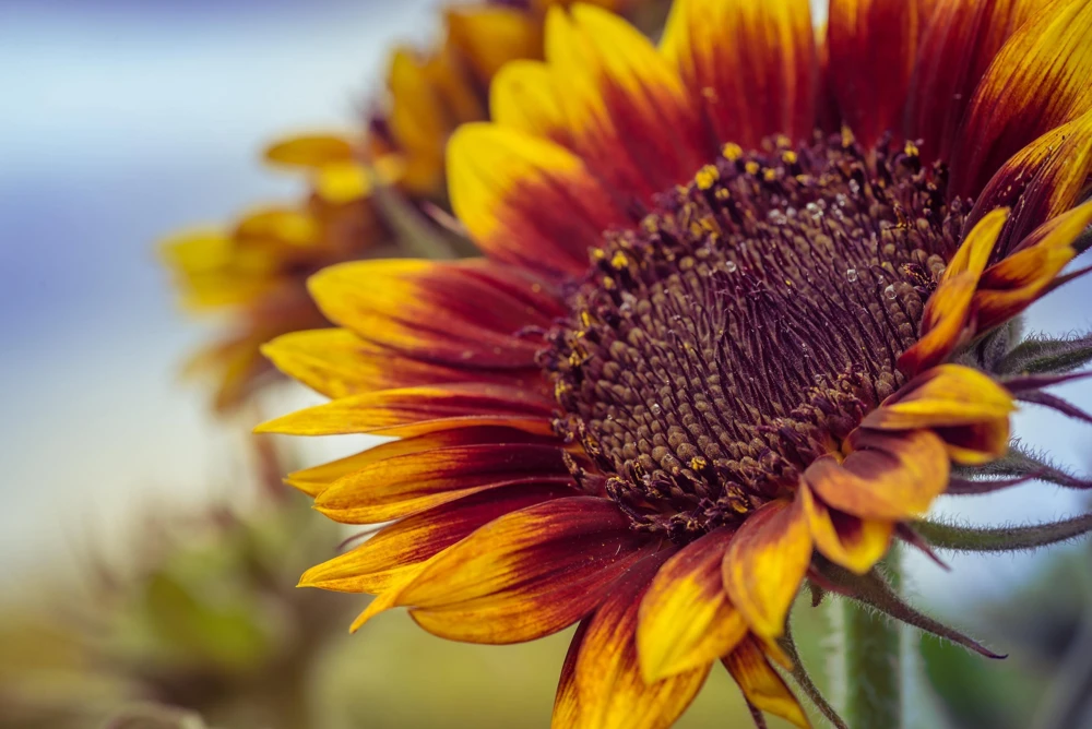 Autumn Beauty Sunflower Seeds - 100 Helianthus Annuus Flower Seeds - Image 9