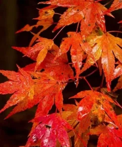 Autumn Blaze Maple Tree - 10-16
