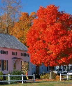 Autumn Blaze Maple Tree - 10-16