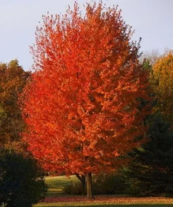 Autumn Blaze Maple Tree - 10-16