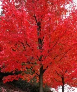 Autumn Blaze Maple Tree - 10-16
