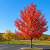Autumn Blaze Maple Tree - 10-16" Seedling - Live Plant - Quart Pot - Red Shade Tree - Image 1