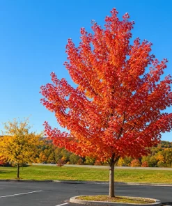 Autumn Blaze Maple Tree - 10-16