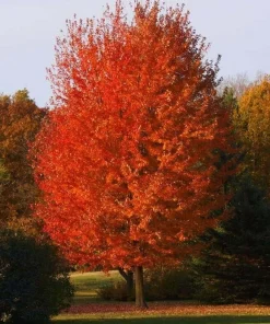 Autumn Blaze Maple Tree Live Plant - 12-18