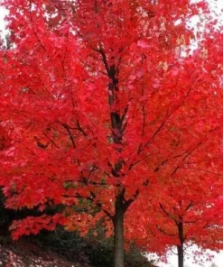 Autumn Blaze Maple Tree Live Plant - 12-18