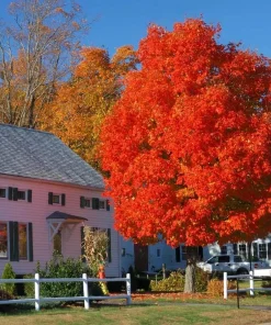 Autumn Blaze Maple Tree Live Plant - 12-18