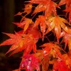 Autumn Blaze Maple Tree Live Plant - 12-18" Tall - Quart Pot - Outdoor Shade Tree - Image 1