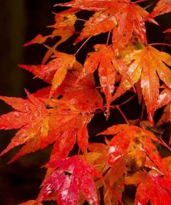Autumn Blaze Maple Tree Live Plant - 12-18" Tall - Quart Pot - Outdoor Shade Tree - Image 1