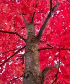 Autumn Blaze Maple Tree Live Plant - 12-18