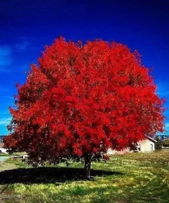 Autumn Blaze Maple Tree Live Plant - 12-18