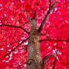 Autumn Blaze Maple Tree Live Plant - 6-12" Tall, 2.5" Pot - Fast Growing Shade Tree - Image 1