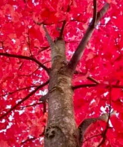 Autumn Blaze Maple Tree Live Plant - 6-12" Tall, 2.5" Pot - Fast Growing Shade Tree - Image 1
