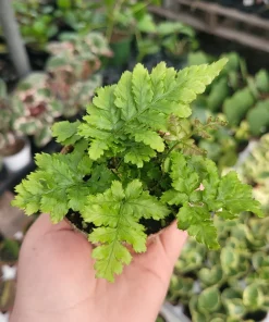 Autumn Fern Live Plant Dryopteris Erythrosora Japanese Shield Fern 2 inch Pot - Image 3